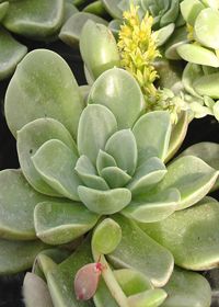 Cremnophila nutans Cremnophila nutans